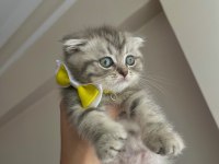 Yavru prenses scottish fold