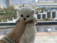 Saf kan british shorthair bebekler