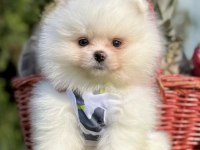 Pomeranian boo köpeği