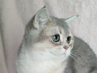 Şafkan British Shorthair