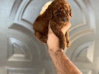 Toy poodle bebekler