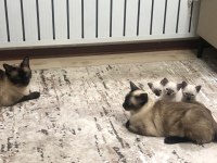 Erkek gül kuyruk siyam yavru