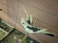 Albino ve wifi pied sultan papağanı