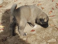SAFKAN KANGAL KÖPEĞİ