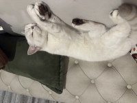 Dişi safkan ny british shorthair