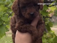 Safkan toy poodle yavrularımız