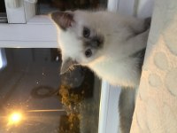 British shorthair blue point yavrularımız safkan