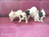 A Kalite French Bulldog Yavruları