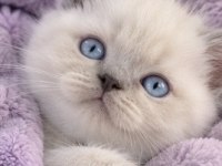 AAA KALİTE ERKEK BEBEK KEDİLERİM