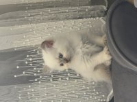 British longhair yavrumuz