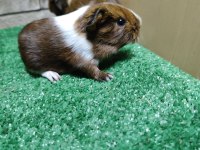Tatlı Guinea Pig Yavruları