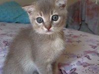 Dişi Ve Erkek Scottish Fold Yavrumuz