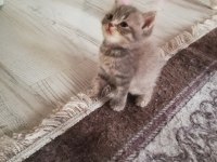 Bursa içi british longhair yavrular