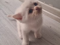 Boncuk gözlü yavru kedilerim teslime hazır