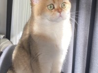 British shorthair kedisi