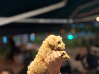 Bebek Maltipoo