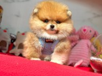 Teddy turuncu ayı surat pomeranian
