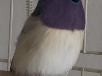Erkek Gouldian İspinozları