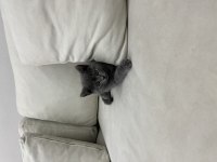 British Shorthair Yavru