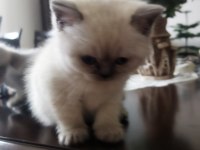 BRİTİSH SHORTHAİR YAVRU KEDİ