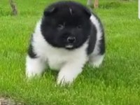 Safkan Amerikan Akita tombişler