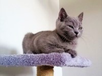 2,5 Aylık Yaz Şekeri British Shorthair