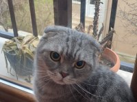 Scottish fold kedimiz sherlock yuva arıyor