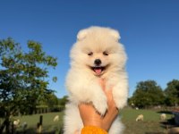 Yavru Pomeranian Boolarımız İçin Ulaşın