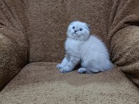 Scottish fold shorthair lynx point oğlumuz