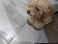 Toy poodle