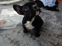 A+A kalite merle french bulldog