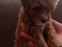 Toy poodle yavru köpekler