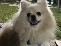 Pomeranian Oğlumuz Latte