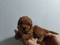 Güzel poodle kızımız