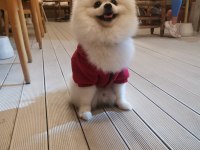 Pomeranian Erkek 3 yaşında eşleşme deneyimli