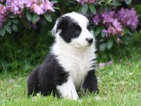 Border collie ırkının en güzelleri