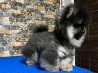 Çok nadir bulunan black tan ayı surat pomeranian yavrumuz