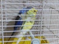 1 tane jumbo 1 tane şov ve 1 tane normal mavi muhabbet kuşu