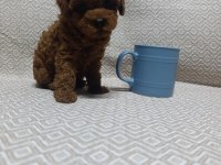TEA CUP BOYUTLARDA KORE POODLE BEBEKLERİMİZ