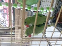 El besleme bebek pakistan papağanı