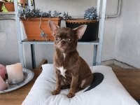 ÖZEL LİLA RENK 1 YAŞINDA DİŞİ CHİHUAHUA
