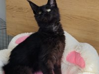 Değerini bilene özel Black maine coon bebekleirm 
