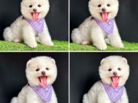 Güzeller Güzeli Pomeranian Yavrularımız