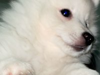 A Kalite Beyaz Pomeranian Spitz