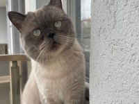 Acil Ücretsiz Sahiplendirilecek British Shorthair Kedisi