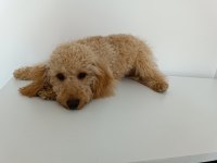 WC EĞİTİMLİ 6 AYLIK TOY POODLE ŞANS