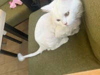 YURTDIŞINA ÇIKACAĞIMIZ İÇİN KEDİMİZİ SAHİPLENDİRECEĞİZ