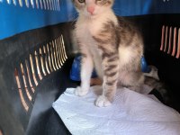 Veteriner kliniği ücretsiz kedi sahiplendirme