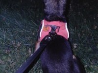 Şivava köpeğimiz Mila ya güzel bir yuva