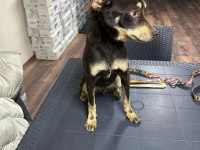 Pinscher Temel İtaat Eğitimi mevcuttur
